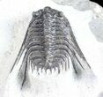 Spiny Leonaspis Trilobite - Morocco #57670-2